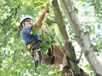 Sunshine Coast Arborist Tree Service image 2
